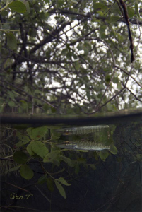Pike trees... by Sven Tramaux 